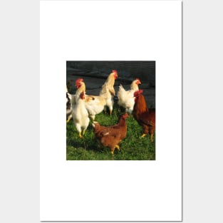 Poultry Posters and Art